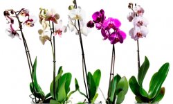 Как вырастить орхидею дома