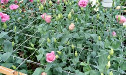 Программа выращивания качественного урожая: 5 советов по выращиванию цветов