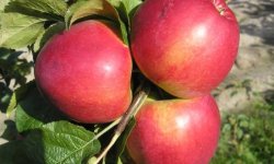 Трудный выбор садовода: какой сорт яблони лучше?