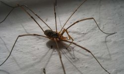 Как вывести пауков из дома подручными средствами