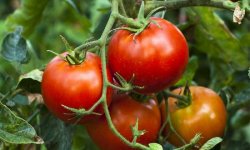 Несколько простых правил ухода за помидорами