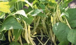 Фасоль – сельские секреты по выращиванию и уходу