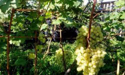 Виноград в Сибири посадка и уход