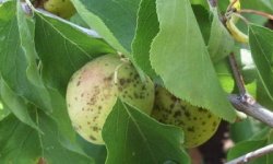 Опасные болезни плодовых деревьев и методы борьбы с ними