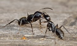Избавляемся от черных муравьев