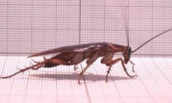Проверенные способы избавления от насекомых дома