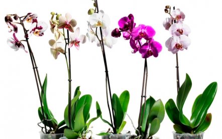 Как вырастить орхидею дома