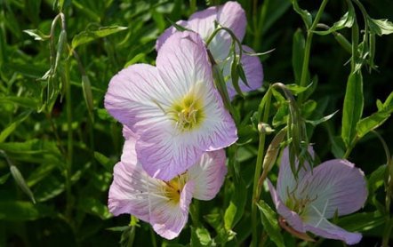 Энотера красивая: элегантные цветы для сада