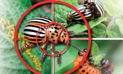 Борьба с колорадским жуком
