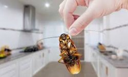 Уничтожение тараканов в Москве профессиональными службами
