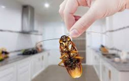 Уничтожение тараканов в Москве профессиональными службами