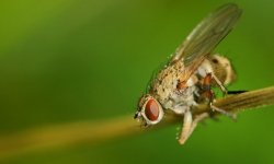 Как эффективно бороться с луковой мухой