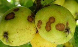 Парша яблони и груши — методы борьбы с заболеванием
