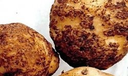 Золотистая картофельная нематода – устраняем вредителя