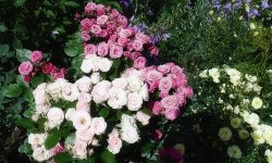 Выращивание садовых роз. Главные секреты красоты