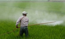 Основные ошибки пользования пестицидами