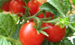 Выращивание томатов: секреты успеха