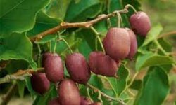 Актинидия – древовидная лиана с вкусными плодами