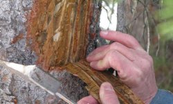 Признаки заражения деревьев жуком-короедом