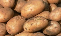 Сорта картофеля для любителей стабильного урожая