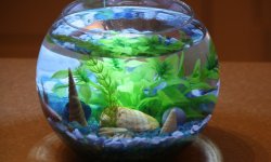 Как выбрать красивый аквариум в квартиру