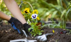 5 причин заняться садоводством