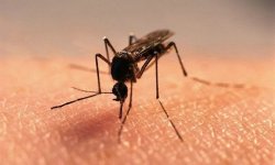 Как избавиться от комариной эскадрильи?