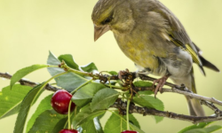 8 идей лучшей защиты урожая от птиц