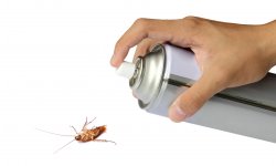 Народные способы избавления от тараканов в доме