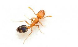 Средства для быстрого выведения муравьев из дома
