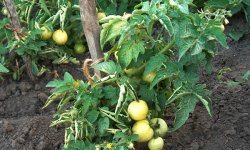 Как посадить томаты