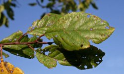 Клястероспориоз – как бороться с болезнью плодовых деревьев