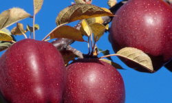 Как вырастить вкусные яблоки