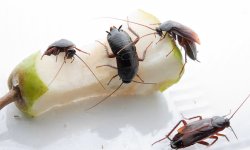 Почему в хрущевках часто заводятся насекомые и как от них избавиться