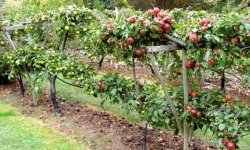 Как посадить фруктовый сад