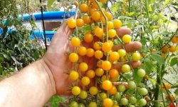 Что такое томаты сорта Смородина