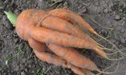 Почему морковь рогатая