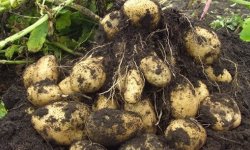 Как вырастить крупный картофель?