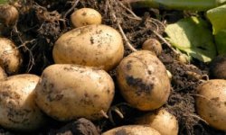 Как ухаживать за картофелем летом, чтобы получить большой урожай