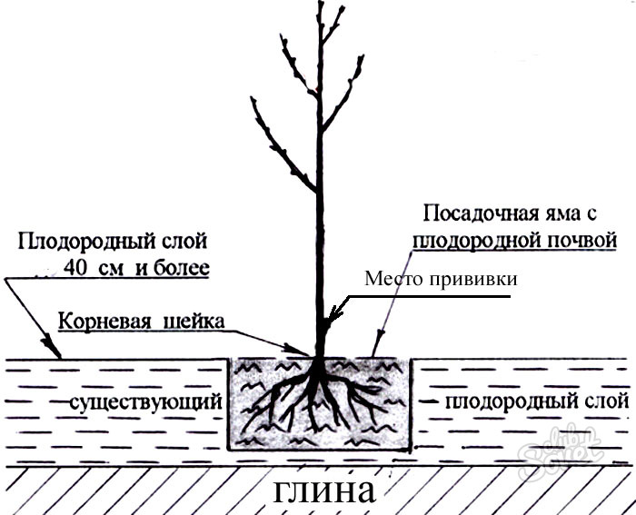 Схема посадки плодовых деревьев