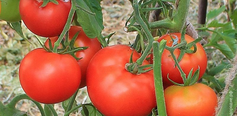 pautinnyy klesch na pomidorah 1