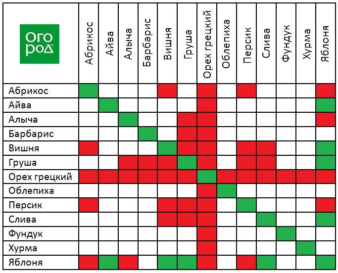 Совместимость плодовых деревьев в саду схема расположения